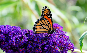 Screen Shot 2014-10-15 at 12.21.11 PM