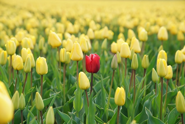 Leading Groups vs. Individuals