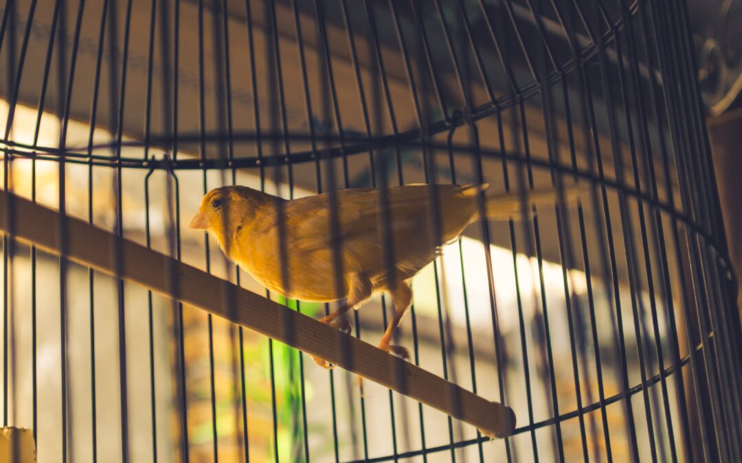 The Canary in the CVI Coal Mine